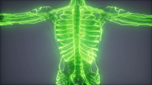 Blood Vessels of Human Body