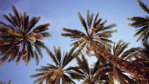 Palm Trees at Sunset Light and Sky