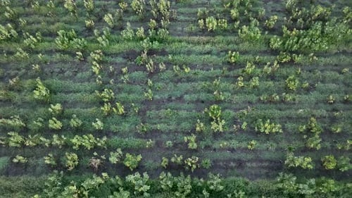 Farm Texture 4 K