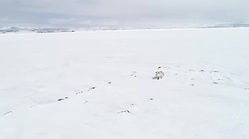 Fox Walk in Winter