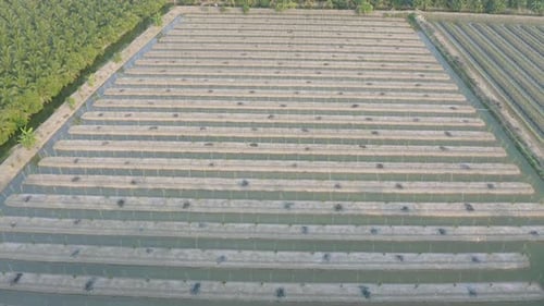 Aerial top view of roof of garden plant industry farm in agriculture concept with paddy rice field
