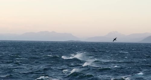 Bird flying over sea