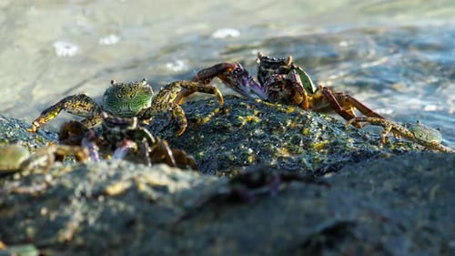 Crabes sur le rocher à la plage