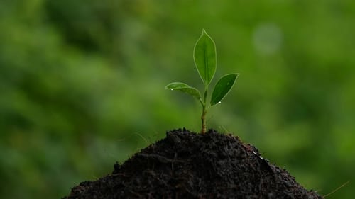 water or rain drops falling on tiny plant