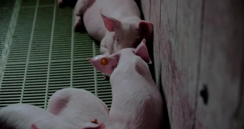 Pigs at Livestock Farm Pork Production Piglet Breeding