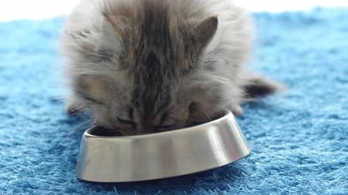 Adorable Kitten Eats From Silver Bowl