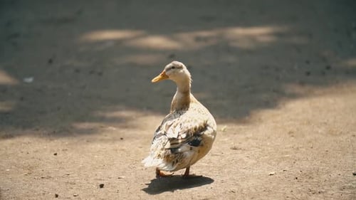 the Duck Is Standing and Basking in the Sun