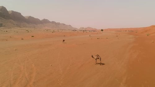 Aerial view group of camels wandering together at a desert landscape, U.A.E.