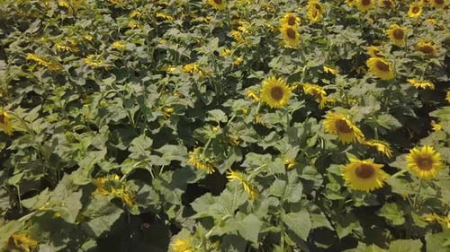 Close aerial shot of sunflowers, tilt up to reveal huge yellow field