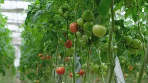 Greenhouse Tomatoes Growing on Vine