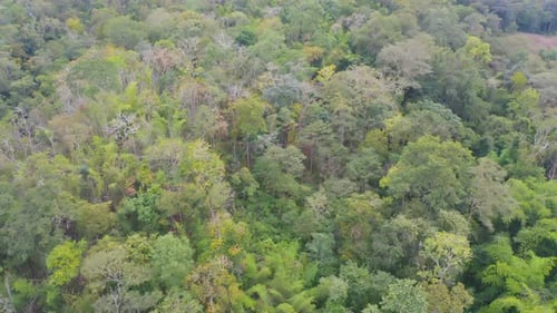 Aerial top view of lush green trees from above in tropical forest in national park and mountain