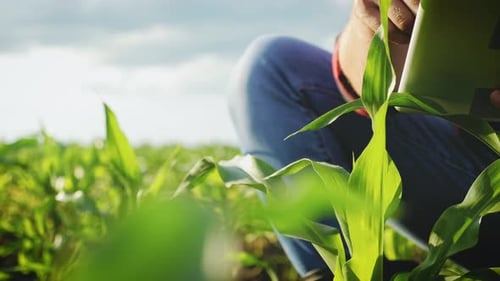 Farmer Inspecting Corn Crop With Tablet Device