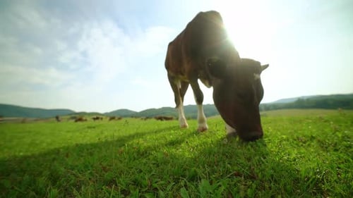 Closeup of a Dairy Cow Eating Grass in a Meadow in the Mountains