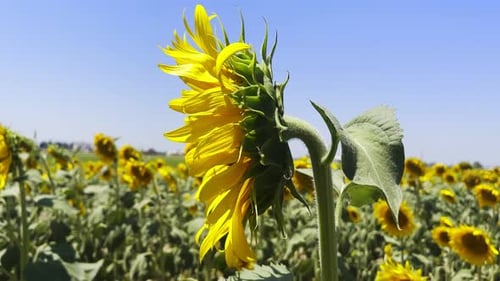 Sunflower Field Blooms in the Summer Sun