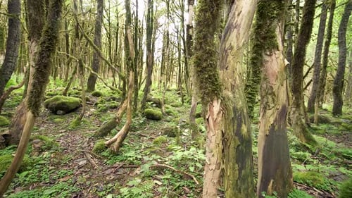 Alga Forest
