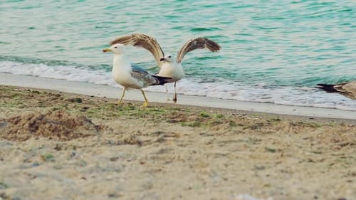 Seagulls Standing on a Sandy Beach