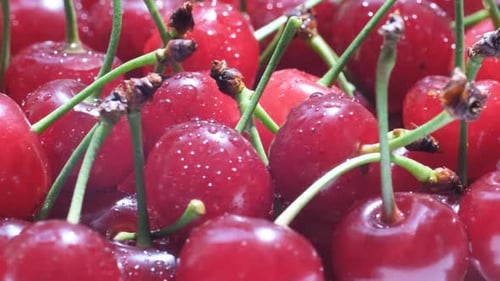 Rotación fresca jugosa de cereza roja