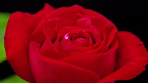 Red Rose On Black 3