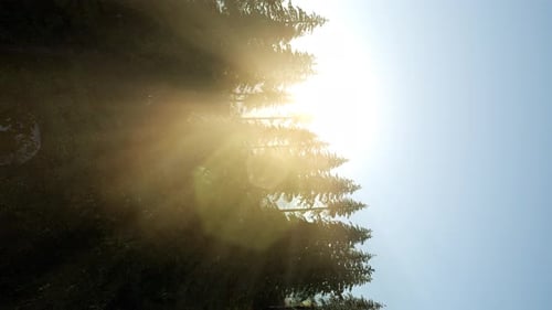 Sun Beams Through Trees