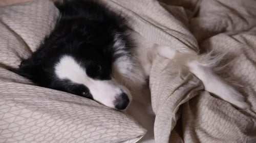 Border Collie Dog Sleeping Indoors in Bed