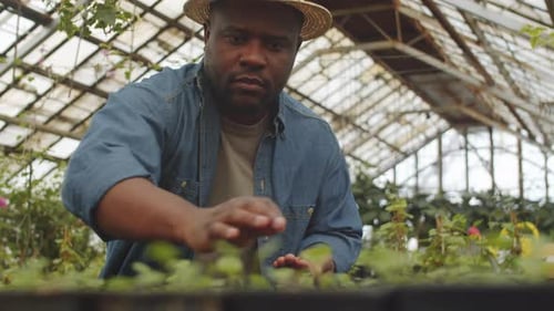 Man Carefully Inspecting Plants in Greenhouse