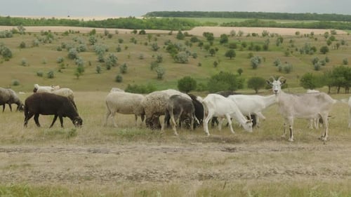 Una manada de diferentes cabras y ovejas pastan en el prado y comen pasto.
