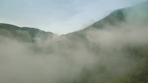 Mystic and Foggy Drone Flight Over the Rainforest in Mountain. Middle View. Move To Backwards