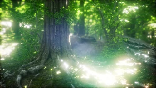 Scenic Forest of Fresh Green Deciduous Trees Framed By Leaves