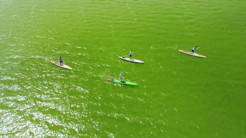 Aerial View of Four Young Athletes Rowing Sup Boats in the Early Morning