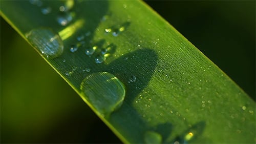 Close Up of Leaf with Water Droplets