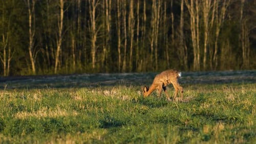 Wild European roe deer buck (Capreolus capreolus) eating in a green meadow, sunny spring evening, go