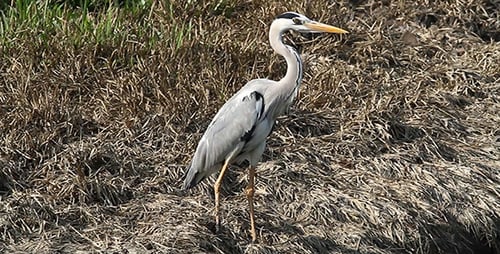Graureiher (Ardea Cinerea) - Vorbereitung
