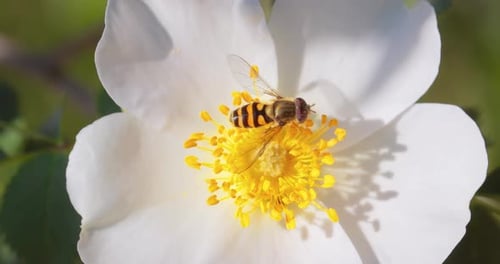 Bee on a White Flower Collecting Pollen