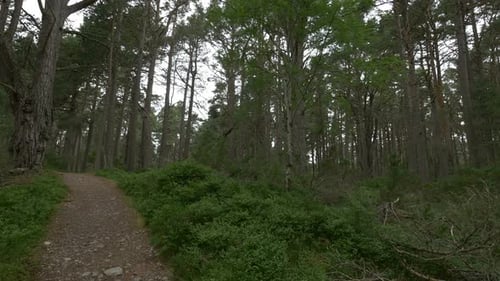 A path through forest