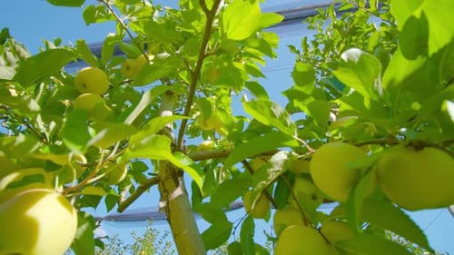Las manzanas amarillas maduras cuelgan de la rama del árbol contra el cielo azul