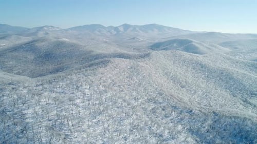 Aerial View of a Frozen Forest with Snow Covered Trees at Winter