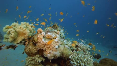 Tropical Fish and Corals