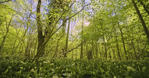 Foto majestosa de árvores verdejantes da floresta e céu brilhante no fundo