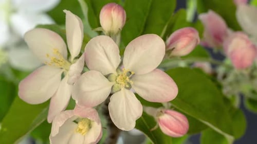 Delicate Apple Blossoms Blooming in Time Lapse