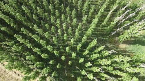 aerial forest drone