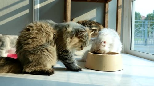 Fluffy Cats Eating Food in Sunny Room