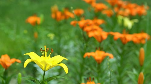 Fleurs sauvages