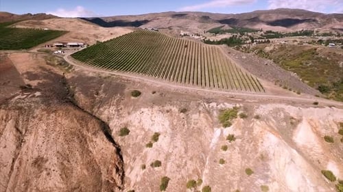 Vineyard in New Zealand
