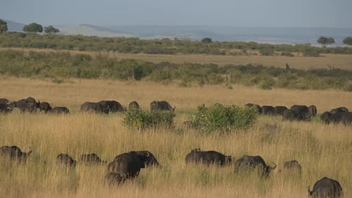 Cape Buffalo Grazing in African Savannah Landscape