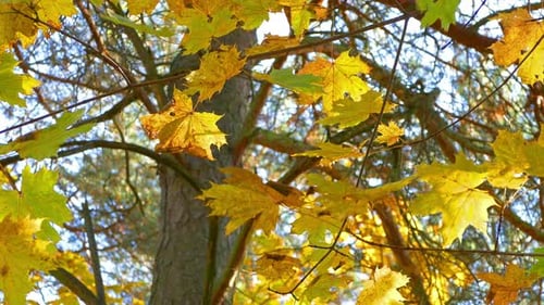Autumn Forest Trees and Yellow Leaves
