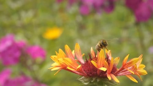 Bee Pollinating on a Vibrant Flower in Garden