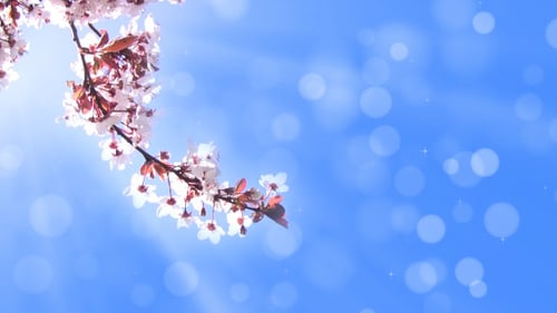 Fundo com um ramo de flores de cerejeira