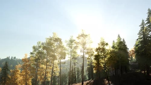 Sun Beams Through Trees