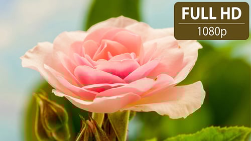 Elegant Pink Rose Flower Blooming Close Up