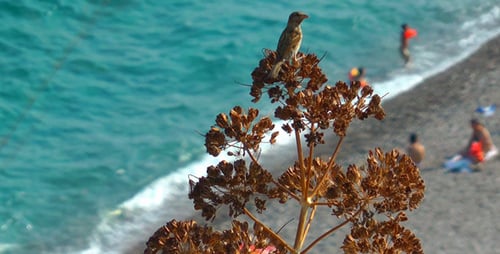 Bird and the Beach